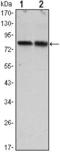 CREB Regulated Transcription Coactivator 2 antibody, GTX82754, GeneTex, Western Blot image 