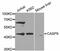 Caspase 9 antibody, MBS126582, MyBioSource, Western Blot image 