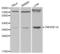 TNF Receptor Superfamily Member 1A antibody, abx000039, Abbexa, Western Blot image 