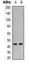 Sialic Acid Binding Ig Like Lectin 5 antibody, orb339135, Biorbyt, Western Blot image 