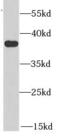 Aldo-Keto Reductase Family 1 Member A1 antibody, FNab00260, FineTest, Western Blot image 