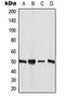 Angiopoietin Like 7 antibody, LS-C354136, Lifespan Biosciences, Western Blot image 