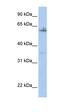 SAM Pointed Domain Containing ETS Transcription Factor antibody, orb329668, Biorbyt, Western Blot image 