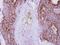 Cytochrome C, Somatic antibody, PA5-28856, Invitrogen Antibodies, Immunohistochemistry paraffin image 