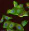 Metadherin antibody, ab45338, Abcam, Immunofluorescence image 