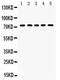 TGF-Beta Activated Kinase 1 (MAP3K7) Binding Protein 1 antibody, PA5-80091, Invitrogen Antibodies, Western Blot image 