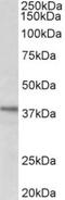 Chromosome 12 Open Reading Frame 29 antibody, TA311158, Origene, Western Blot image 