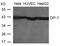 Transcription Factor Dp-1 antibody, 79-753, ProSci, Western Blot image 