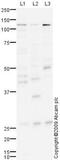 Tkt antibody, ab76967, Abcam, Western Blot image 