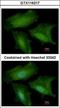 Dynein Axonemal Light Intermediate Chain 1 antibody, GTX116217, GeneTex, Immunocytochemistry image 