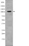 INCENP antibody, abx216234, Abbexa, Western Blot image 