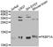 FKBP Prolyl Isomerase 1A antibody, A1763, ABclonal Technology, Western Blot image 