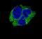 Serpin Family I Member 1 antibody, PA5-23892, Invitrogen Antibodies, Immunofluorescence image 