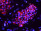 Podocalyxin Like antibody, MAB1658, R&D Systems, Immunofluorescence image 