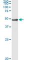 Pipecolic Acid And Sarcosine Oxidase antibody, MA5-21892, Invitrogen Antibodies, Immunoprecipitation image 