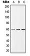 Growth Factor Receptor Bound Protein 10 antibody, orb214005, Biorbyt, Western Blot image 