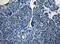 Homeobox C10 antibody, LS-C791839, Lifespan Biosciences, Immunohistochemistry paraffin image 