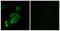 Contactin-5 antibody, TA315511, Origene, Immunofluorescence image 