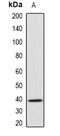 Guanine nucleotide-binding protein G(o) subunit alpha antibody, abx225192, Abbexa, Western Blot image 