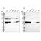 Annexin A3 antibody, NBP1-90155, Novus Biologicals, Western Blot image 
