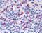 Peptidoglycan Recognition Protein 1 antibody, orb94107, Biorbyt, Immunohistochemistry paraffin image 
