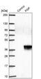 Phosphoglycolate Phosphatase antibody, PA5-60236, Invitrogen Antibodies, Western Blot image 