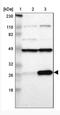 60S ribosomal protein L14 antibody, NBP1-85385, Novus Biologicals, Western Blot image 