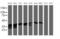 Mitogen-Activated Protein Kinase Kinase 3 antibody, LS-C174437, Lifespan Biosciences, Western Blot image 