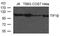 Tripartite Motif Containing 28 antibody, 79-736, ProSci, Western Blot image 