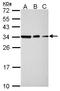 SET Nuclear Proto-Oncogene antibody, LS-C185797, Lifespan Biosciences, Western Blot image 