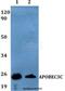 Apolipoprotein B MRNA Editing Enzyme Catalytic Subunit 3C antibody, LS-B14538, Lifespan Biosciences, Western Blot image 