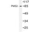 PMS1 Homolog 2, Mismatch Repair System Component antibody, LS-C177136, Lifespan Biosciences, Western Blot image 