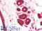 Kringle Containing Transmembrane Protein 1 antibody, LS-B10086, Lifespan Biosciences, Immunohistochemistry paraffin image 