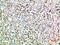 Transforming Growth Factor Beta 3 antibody, STJ98771, St John