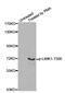 LIM Domain Kinase 1 antibody, MBS128475, MyBioSource, Western Blot image 