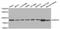 Heat Shock Protein Family A (Hsp70) Member 5 antibody, STJ113776, St John