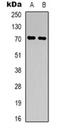 IGSF8 antibody, orb319078, Biorbyt, Western Blot image 