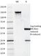 CD7 Molecule antibody, 33-487, ProSci, Western Blot image 