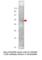 PR/SET Domain 9 antibody, PRDM9-901AP, FabGennix, Western Blot image 