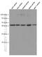 Indoleamine 2,3-Dioxygenase 1 antibody, 66528-1-Ig, Proteintech Group, Western Blot image 