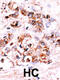 Dual Specificity Phosphatase 15 antibody, 63-481, ProSci, Immunohistochemistry paraffin image 