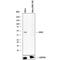 Isocitrate Dehydrogenase (NADP(+)) 1, Cytosolic antibody, MAB7049, R&D Systems, Western Blot image 