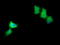 Mitogen-Activated Protein Kinase Kinase 1 antibody, LS-C174664, Lifespan Biosciences, Immunofluorescence image 
