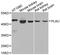 Plasminogen Activator, Urokinase antibody, A2181, ABclonal Technology, Western Blot image 