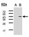SYF2 Pre-MRNA Splicing Factor antibody, NBP2-20542, Novus Biologicals, Western Blot image 