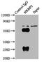 Nuclear Receptor Binding Protein 2 antibody, LS-C398384, Lifespan Biosciences, Immunoprecipitation image 