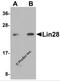 Lin-28 Homolog A antibody, 5605, ProSci, Western Blot image 