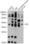 SIX Homeobox 1 antibody, 14-208, ProSci, Western Blot image 