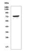 Pannexin 2 antibody, A08860-1, Boster Biological Technology, Western Blot image 