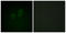 Ezrin antibody, LS-C199272, Lifespan Biosciences, Immunofluorescence image 